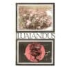 Iluaiandus - - - 1979 - -