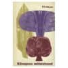 Kiinapuu mõistatused - Sergei Ivtšenko - 1969 - -